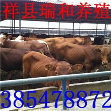 养牛的利润，一头牛的利润是多少？问四川贵州云南养牛养殖户？