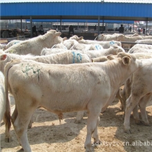 山东肉牛养殖基地西门塔尔牛销售价格西门塔尔牛养