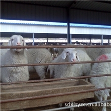 养肉牛育肥肉牛架子牛养殖技术肉牛管理技术