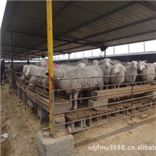 -羊-山羊-羊苗-羊羔-免费提供养羊技术-羊养殖场