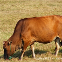 大量出售去哪里买鲁西黄牛牛犊种牛哪里育肥肉牛最好18366782082