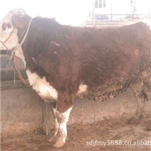 大量出售2013年送礼送肉质好牛和羊质量好价钱优18366782082