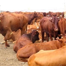 想发家不用愁致富较快养肉牛优质肉牛长得快利木赞上膘快