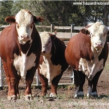 大量出售买一头牛需要多少钱养殖牛赚钱吗18366782082