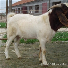 小尾寒羊羊羔羊羔价格行情前景分析山东小尾寒羊养殖场