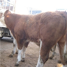 大量出售出售肉牛优质肉牛长期供应质优价廉18366782082