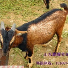 黄羊价格山羊亚洲黄羊羊羔50只起厂家免运