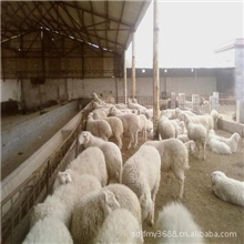 大量出售价格优惠白山羊来电洽谈18366782082