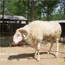 西北小尾寒羊@羔羊养殖技术#小尾寒羊价格#小尾寒羊种羊