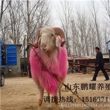 小尾寒羊，绵羊价格，黄羊【羊羔】，长得快！高效益！