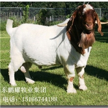 山羊供应信息波尔山羊价格肉羊牛羊养殖场