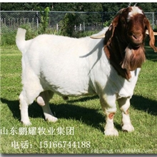 养殖波尔山羊效益长势最快纯种波尔山羊羊羔