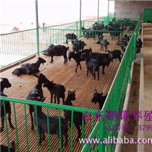 黑山羊山羊价格黑山羊养殖场纯种黑山羊厂家免运