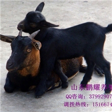 湖北山羊黑山羊黑山羊价格羊羔