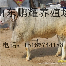 供应小尾寒羊肉羊小尾寒羊种羊