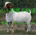 山羊行情白山羊价格山羊养殖场羊羔