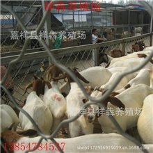 农民创业养羊年赚几十万元养殖优良波尔山羊养肉羊利润分析