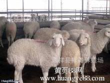 小尾寒羊种羊小尾寒羊羊羔养殖技术纯种小尾寒羊祥犇养殖场