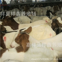 羊的行情活羊价格走势重庆波尔山羊TY2013年四川波尔山羊价格