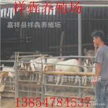祥犇养殖场波尔山羊养殖波尔山羊种公羊【波尔山羊羔羊】