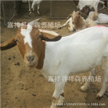 个体养殖出售羊苗纯种波尔山羊波尔山羊苗（3-6个月）羊羔价格