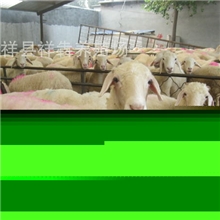 小尾寒羊怎样长的快小尾寒羊技术屠宰羊的种类提供养殖技术！