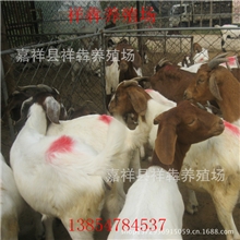 羊波尔山羊品种全波尔山羊品种优改良波尔山羊提供养殖技术！