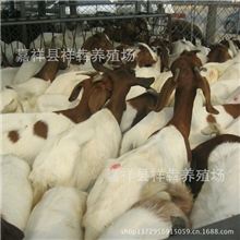 畜牧局指定养殖场波尔山羊供应商-嘉祥县祥犇养殖场政府补贴5%！