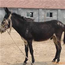 供应纯种德州驴&mdash;杂交改良德州驴&mdash;德州驴驴苗