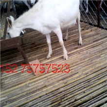 奶山羊养殖奶山羊下奶成羊价格15275757523