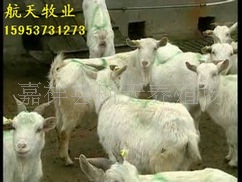 供应肉用羊&mdash;低投入创业项目&mdash;大型肉羊养殖基地