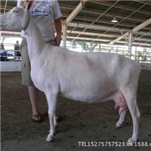 奶山羊出售莎能奶山羊关中奶山羊价格养殖场杂交奶羊品种