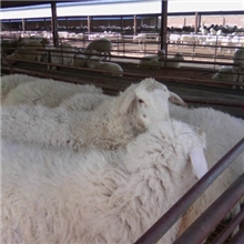 供肉羊小尾寒羊育肥羊利润怎样波尔山羊育肥羊羔种养