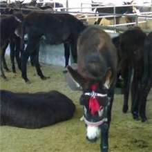 肉驴养殖养殖基地肉驴苗--云南驴.德州驴15275757523