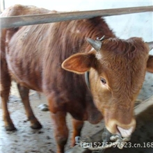 高育肥鲁西黄牛牛犊育肥牛西门塔尔牛犊15275757523