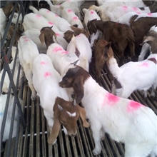 绵羊羊羔出售成年羊波尔山羊绵羊小尾寒羊15275757523