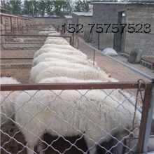 绵羊山羊出售小尾寒羊改良肉羊波尔羊黑山羊怀孕羊