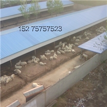 供应纯种波尔山羊杂交肉羊杜泊寒羊小尾寒羊绵羊