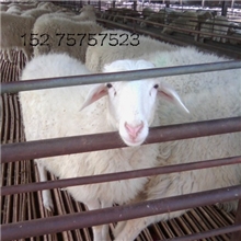 小尾寒羊种羊育肥羊羔繁殖母羊最新小尾寒羊价格