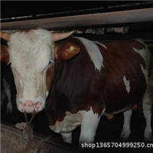 低成本养殖牛犊鲁西黄牛育肥牛犊出栏牛成年架子牛养殖