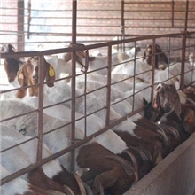 2014年波尔山羊的价格如何/波尔山羊的养殖技术