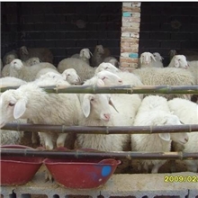 2014年小尾寒羊的价格如何？小尾寒羊的养殖效益怎样？