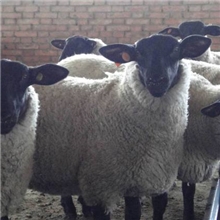 辽宁沈阳到哪里买杜泊羊？辽宁哪里有杜泊羊养羊场