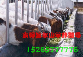 11月7日山东波尔山羊价格行情&mdash;&mdash;东祥波尔山羊养殖场报价