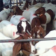 2013年11月7日羔羊价格波尔山羊市场价格是多少