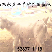 有奶山羊的地方在哪里