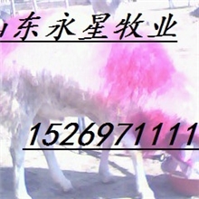 小尾寒羊孕羊价格山东纯种小尾寒羊养殖场