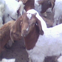 波尔山羊养殖场-鲁西黄牛养殖基地