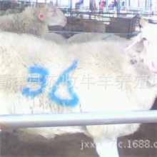 小尾寒羊孕羊价格小尾寒羊杂交