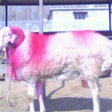 山东小尾寒羊种羊多少钱一只